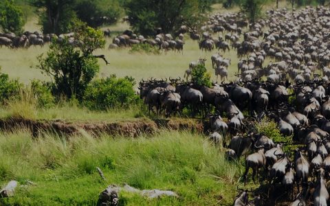 Serengeti Wildebeests Migration is a display of natural wonders with over two million wildebeests, zebras, and antelope traveling over 450 miles across