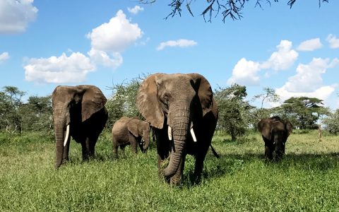 3 Days Masai Mara & Serengeti Wildlife Viewing Experience takes you to Masai Mara national park one of the best destinations in Kenya for game viewing or wildlife spotting gives an experience of the wildebeest migration