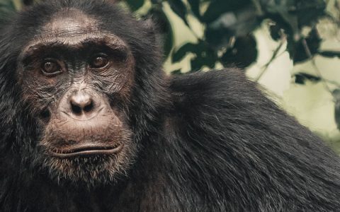 5 Days Chimpanzee trekking and habituation experience,This Tour exposes you to the ‘Primate Haven of Uganda’ – Kibale National Park. Kibale National Park contains one of the loveliest and most varied tracts of tropical forest in Uganda
