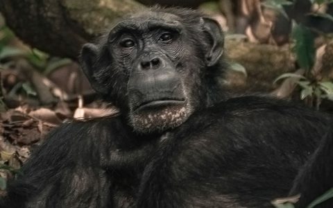 7 Days Chimpanzee trekking Tour and Wildlife Safari takes to Kibale Forest national park known to have the largest number of Chimpanzees and other Primates in Uganda. With over ten years of tracking and Chimp Habituation & trekking