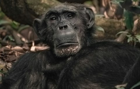7 Days Chimpanzee trekking Tour and Wildlife Safari takes to Kibale Forest national park known to have the largest number of Chimpanzees and other Primates in Uganda. With over ten years of tracking and Chimp Habituation & trekking