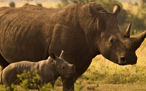 1 Day Ziwa rhino trekking Tour Safari takes you through the fantastic memories of the Ziwa rhino and wildlife ranch located in the Nakasongola district is the proud home of the only wild rhinos in Uganda. Presently the sanctuary is a home to twenty-four (24) southern white rhinos