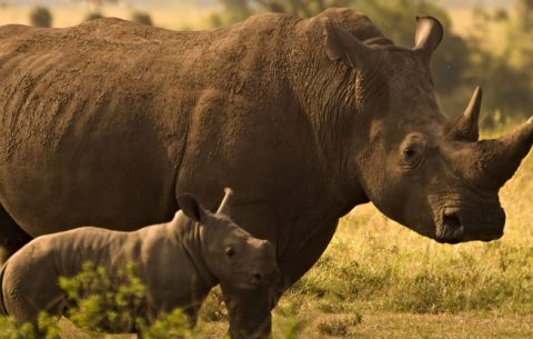 1 Day Ziwa rhino trekking Tour Safari takes you through the fantastic memories of the Ziwa rhino and wildlife ranch located in the Nakasongola district is the proud home of the only wild rhinos in Uganda. Presently the sanctuary is a home to twenty-four (24) southern white rhinos
