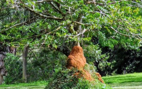 On this 1day Uganda wildlife education Centre tour wake early morning breakfast, proceed to Entebbe, visit the botanical gardens and look for birds, later transfer to Uganda wildlife education Centre, Reptile village This Centre is full of knowledge about Uganda’s Tourism and its development.