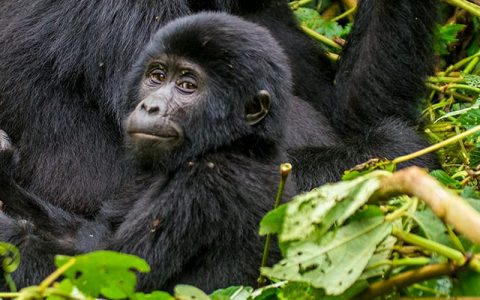 10 Days Best of Uganda Gorilla Safari and Wildlife Tour will involve primate experiences such as meeting with mountain gorillas and chimpanzee trekking