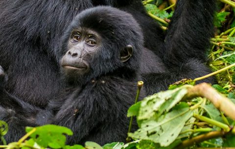 10 Days Best of Uganda Gorilla Safari and Wildlife Tour will involve primate experiences such as meeting with mountain gorillas and chimpanzee trekking