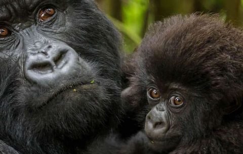 10 Days Gorilla trekking Safari in Congo and Uganda is an impressing safari package that will combine Congo and Uganda’s most splendid national parks with unique cultural experiences and taste of world class services from some of the finest lodges in Uganda