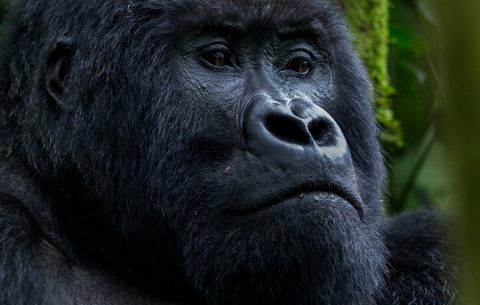 10 Days Uganda Gorilla Trekking Safari Tour takes you to view Uganda’s primates, experience the chimpanzees in their natural hab of Kibale Forest National Park