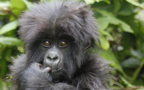 12 days Bwindi gorilla trekking safari tour And wildlife safari, will allow you to explore the best of the western region of Uganda. You will watch lions, plus some of the African big fives in Murchison falls and rhino trekking zziwa rhino sanctuary followed by a unique chimpanzee experience