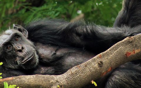 12 Days Uganda Primate Safari tour will focus on; Kibale National Park, Queen Elizabeth National Park, Bwindi & Lake Mburo National Parks plus relaxation on Lake Bunyonyi