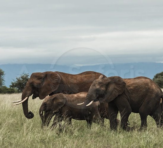 10 days Kenya and Tanzania wildlife Safari is one experience across Kenya and Tanzania destinations such as Arusha, Serengeti national park, Ngorongoro crater, Maasai Mara national park