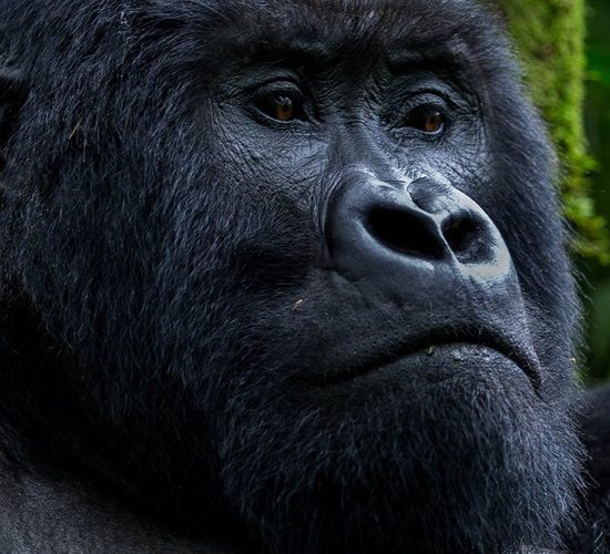 15 Days uganda gorilla safari tour combined