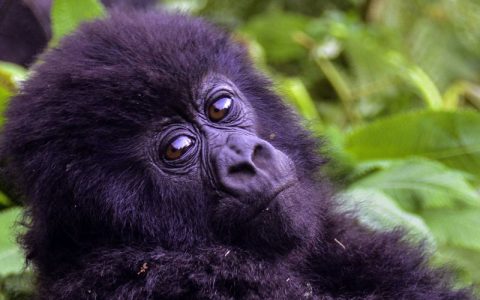 16 days Uganda and Rwanda gorilla safari will start a healthy breakfast, you will be transferred to Kibale Forest National Park, the capital world of primates. Primates such as chimpanzees, baboons, and monkeys. With en-route lunch meals