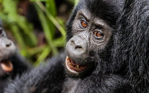 2 Days Gorilla Tracking Adventure Tour Rwanda, a guide will pick you up from your Kigali hotel, road transfer to Kinigi in Ruhengeri. On arrival visit Iby’wacu Village, you will have a chance to meet local people