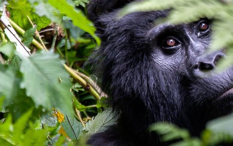 2 Days Gorilla Tracking Uganda Tour Safari will take you to trek mountain gorillas in Bwindi impenetrable forest National Park looking for the endangered mountain gorillas after magical gorilla trekking