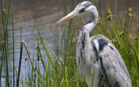 28 Days Wildlife and Birding Safari allow you to explore Uganda the leading destination for birding safaris. Uganda is among the top five birding destinations in Africa where you can have a chance to see over 1066 bird species