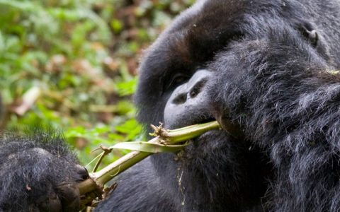 3 Days Bwindi Impenetrable Gorilla trekking trip, the park covers an area of 321 square kilometers and is among the oldest forests