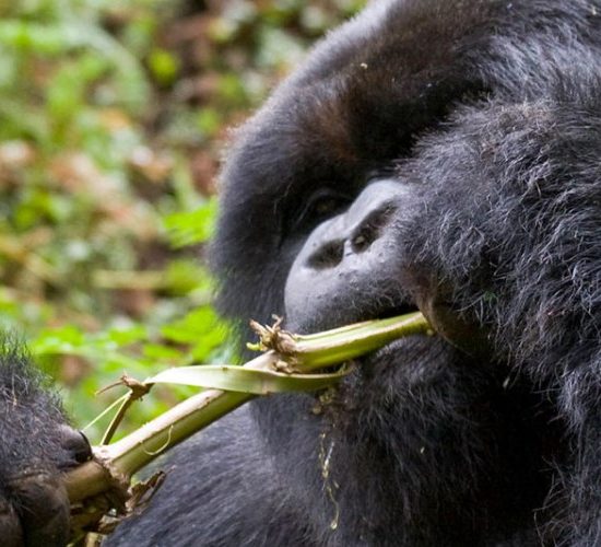 3 Days Bwindi Impenetrable Gorilla trekking trip, the park covers an area of 321 square kilometers and is among the oldest forests
