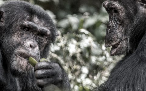 3 Days Chimpanzee trekking safari in Kibale Uganda-Our 3 days Chimps tracking tour in Kibale Uganda Africa includes Chimpanzee habituation tour. This Chimps trek Uganda safari features trekking