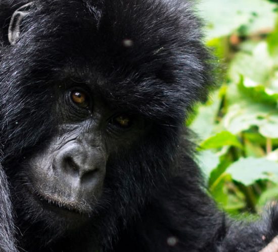 3 Days Congo Gorilla Trekking Tour Safari From Kigali exposes you to Congo’s mountain gorilla in the virunga national park in Congo offering you with the best wildlife experience