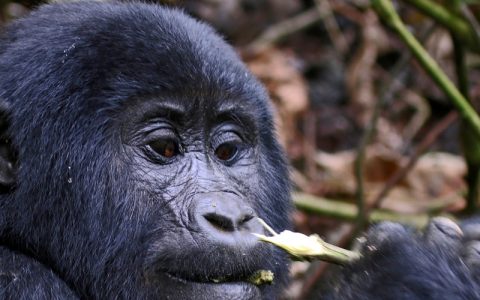 3 Days Gorilla Trekking Safari Tour Bwindi Forest National Park