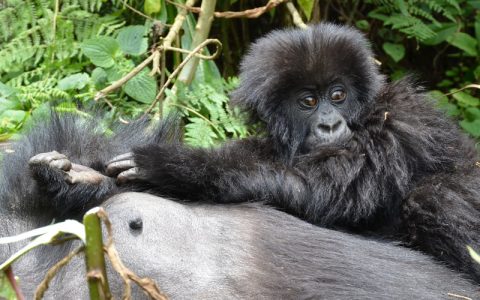 3 Days Rwanda Gorilla Trekking Tour & Culture will allow you to explore  Musanze Volcanoes National Park, home to the famous endangered Mountain Gorillas,  visit Ib’iwacu cultural center, experience the real authentic Rwandese cultural lifestyle