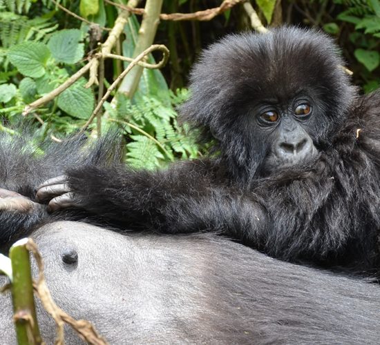 3 Days Rwanda Gorilla Trekking Tour & Culture will allow you to explore  Musanze Volcanoes National Park, home to the famous endangered Mountain Gorillas,  visit Ib’iwacu cultural center, experience the real authentic Rwandese cultural lifestyle