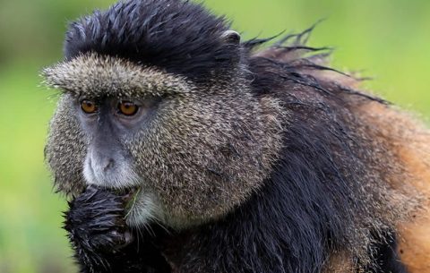 3 Days Rwanda Primate Safari And Tours will allow you to explore great Rwanda safari highlights of gorilla trekking tours and a glimpse on Rwanda Kigali city while on a city tour. The mountain gorillas live deep in the jungles