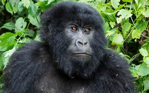 3 Days Rwanda Primate Safari Holiday starts from Kigali International Airport and have your safari briefings. Later depart for Musanze in the North, home to the famous endangered Mountain Gorillas