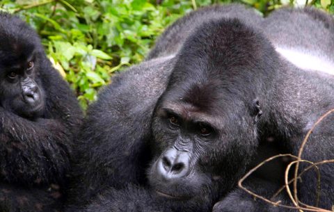 3 days Uganda gorilla trekking safari flying from Kigali is intended for those people who wish to trek mountain gorillas in Bwindi Impenetrable Forest National Park, Uganda but prefer to or are staying in Rwanda. It is also intended for those who would love to trek gorillas in Uganda but prefer covering shorter distances and spent few hours on the road