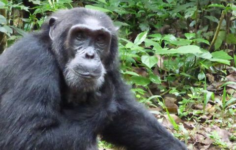 3 Days Chimpanzee tracking in Ngambaisland, Ngamba Island is a Chimpanzee Sanctuary and Wildlife Conservation Trust (CSWCT) project that was established in 1997. It is a home for over 40 orphaned chimps to live out their lives, since a return to their natural habitat