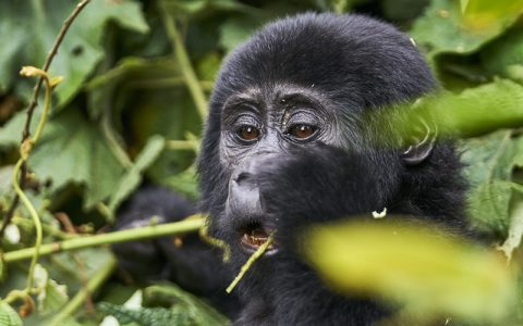 4 Days 3 Nights Gorilla Tracking In Rwanda our gorilla trekking adventure in Rwanda in Volcanoes National Park will give you a lifetime experience that you will live to share in stories with family and friends telling them about gorilla trekking