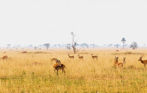 4 Days 3 Nights Safari in Medley Of Wonders enables you explore Uganda a land of contrasts. In half a day you can drive from mist-shrouded volcanic mountains to hot hazy savannah, dappled with wildlife.  Serene undulating hills of tea plantations, lush but ordered