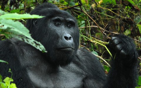 4 days Bwindi Impenetrable Forest national park shows you Uganda the a land of contrast, dappled with wildlife, serene undulating hills of tea plantations, lush but orderly, give way to tangled jungle and rainforest with the musical accompaniment of chaotic