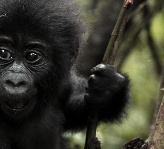 4 Days Congo Gorilla Trekking Safari on the start of this trip you will be picked up by our professional driver guide who will transfer you to Mikeno Lodge in Rumangabo in DRC