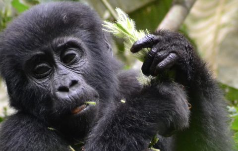 4 Days Bwindi Impenetrable Forest Uganda “the pearl of Africa” is a land of distinction, endowed with unmatched wildlife, serene undulating hills covered with varied flora, the savannah jungle largely inhabited by several species of antelopes, and rainforest with the musical accompaniment of birdlife