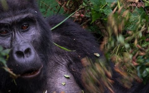 4 days gorilla trekking in Bwindi impenetrable national park, the Park is located in southwestern Uganda in East Africa. The park is part of the Bwindi Impenetrable Forest, along the Democratic Republic of Congo border on the edge of the Albertine Rift