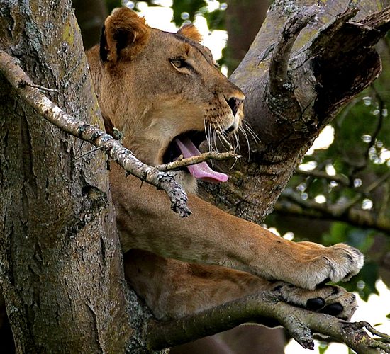 4 Days Tree Climbing Lions And Chimpanzees this package will enable you explore Queen Elizabeth national park unique and it's exclusive tree climbing Lions