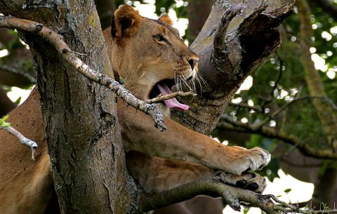 4 Days Tree climbing Lions and Chimpanzees This package will let you explore Queen Elizabeth national park’s unique and exclusive tree climbing Lions plus man’s closet cousins-The chimpanzees of Kalinzu forest