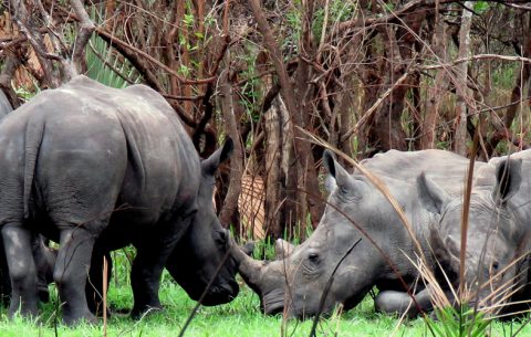 4 days Murchison Falls Ziwa Rhino Sanctuary Uganda is a land of contrast, dappled with wildlife, serene undulating hills of tea plantations, lush but orderly, give way to tangled jungle and rainforest with the musical accompaniment of chaotic