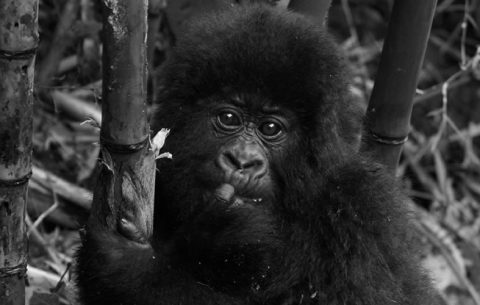 4 Days Gorilla Trekking Safari in Volcanoes National park Rwanda will take to Volcanoes national park is home to Mountain Gorilla, Golden Monkeys, Spotted Hyena, Buffaloes, Elephants, Black-fronted duiker and Bushbuck