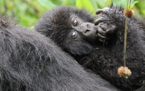 4 days gorilla trekking and Lake Mburo safari. This trip covers visits to Uganda’s most popular primates and wildlife destinations