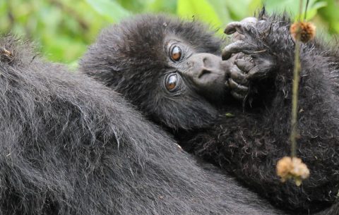 4 days gorilla trekking and Lake Mburo safari. This trip covers visits to Uganda’s most popular primates and wildlife destinations