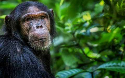 5 Days Chimpanzee tracking tour in Kibale Forest National Park offers the best experience of observing Chimpanzees in their natural habitat in Uganda. Kibale Forest has the biggest population of Chimps numbering more than 1500 individuals.