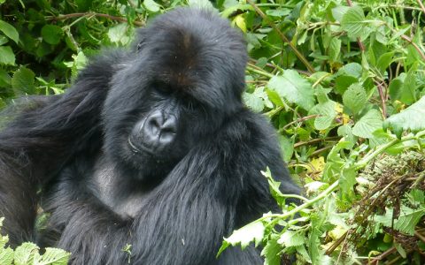 5 Days Gorilla Trekking Rwanda Experience