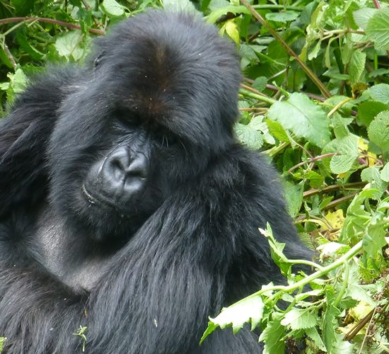 5 Days Gorilla Trekking Rwanda Experience