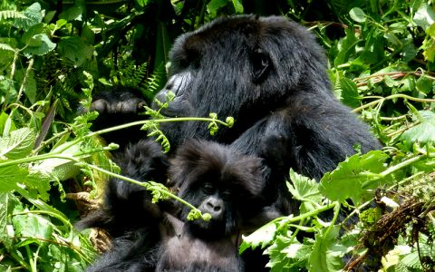5 Days Gorilla Trekking & Wildlife Safaris will take you to Bwindi Impenetrable Forest National Park where you will have a chance to trek one of the habituated families of mountain gorillas