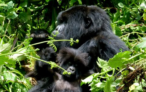 5 Days Gorilla Trekking & Wildlife Safaris will take you to Bwindi Impenetrable Forest National Park where you will have a chance to trek one of the habituated families of mountain gorillas