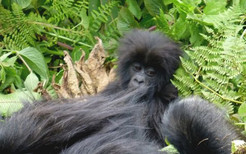 5 Days Gorillas Trekking & Lake Mburo National Park this is a special tour that takes through 2 amazing National parks-One being a Savanna park known for its Antelope and Zebra herds plus leopards and Bwindi being a tropical rain forest park famous for Mountain Gorillas.