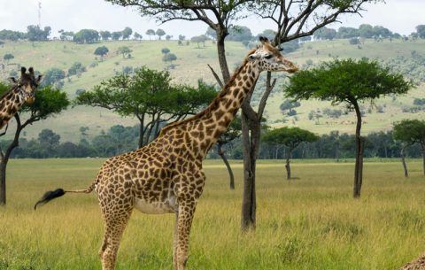 5 Days Kidepo Valley National park tour safari, Explore the true African wilderness that lies in the rugged, semi-arid valleys of Kidepo Valley National Park. It is Uganda’s second-largest and most remote Park, but the stunning beauty